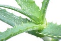 Aloe arborescens isolated on white Royalty Free Stock Photo