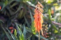 Aloe arborescens or krantz aloe or candelabra aloe.