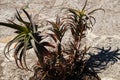 Aloe arborescens in the park on a sunny day