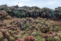 Aloe arborescens plants in Madeira island