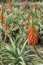 Aloe arborescens, a species of flowering succulent plant