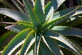 Aloe arborescens succulent plant leaves close up.Floral background for design.Tropical plants concept. Royalty Free Stock Photo