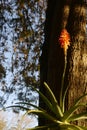 Aloe arborescent