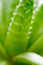 Aloe aristata Royalty Free Stock Photo