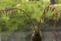 Close up Aloe Aristata blossom