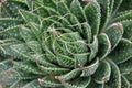 Aloe Aristata Royalty Free Stock Photo