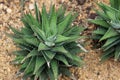 Aloe Aristata Royalty Free Stock Photo