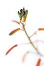 Aloe aristata flower