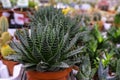 Aloe aristata.Plant at floral market for sale