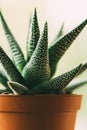 Aloe aristata in a pot. Close up