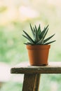 Aloe aristata in a pot outdoors.