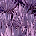 Aloe background. Plant lover concept art