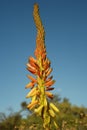 Aloe bloom