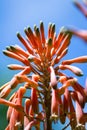 Aloe bloom close up