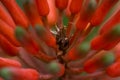 Aloe bloom close up