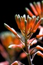 Aloe bloom close up Royalty Free Stock Photo