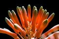 Aloe bloom close up Royalty Free Stock Photo