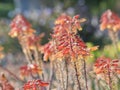 Aloe Blossom at Los Angeles County Arboretum & Botanic Garden