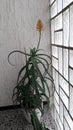 aloe blossoms