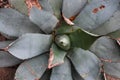 Aloe in a Botanical Garden in Geneva Royalty Free Stock Photo