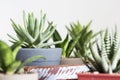 Aloe Brevifolia Cocodrilo Dientes Succulent Royalty Free Stock Photo