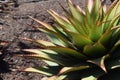 Aloe Broomi, Latin Xanthorrhoeaceae, Cactus plants Royalty Free Stock Photo