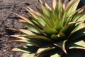 Aloe Broomi, Latin Xanthorrhoeaceae, Cactus plants Royalty Free Stock Photo