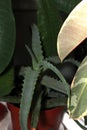 Aloe in a brown pot