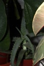 Aloe in a brown pot Royalty Free Stock Photo