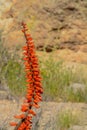 Aloe Brunnthaleri, Juttae, Microstigma is a Floriferous Aloe with cheerful flowers blooming at Boyce Thompson Arboretum, Superior,