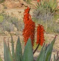 Aloe Brunnthaleri, Juttae, Microstigma is a Floriferous Aloe with cheerful flowers blooming at Boyce Thompson Arboretum, Superior,