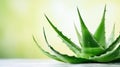 Aloe bush: a captivating backdrop for cosmetics advertising - Generative AI