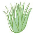 Aloe bush icon, green succulent plant or cactus