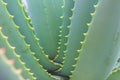 Aloe cactus macro - Aloe plant closeup / details