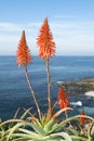 Aloe cactus over ocean Royalty Free Stock Photo