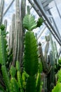 Aloe and cactus plants in the pavilion of botanic garden
