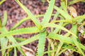 Aloe camperi variety plant