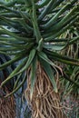 Aloe, (cf. rupestris Baker).