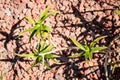 Aloe ciliaris variety plant Royalty Free Stock Photo