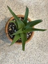 Aloe climbing 2136