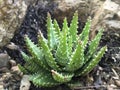 Aloe Crosbys Prolific, Aloe Hybrid Royalty Free Stock Photo