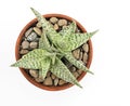 Aloe `Delta Lights` Plants In Clay Pot with Stones