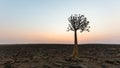 Quiver tree in the vicinity of Fish river canyon, Namibia Royalty Free Stock Photo