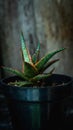 Closeup of Aloe donnie.