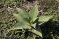 Aloe `escapade` plant in garden