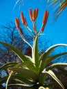 Aloe excelsa red flower in close up in Sydney botanic garden.