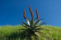 Aloe Ferox