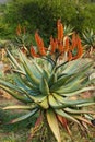 Aloe ferox in bloom Royalty Free Stock Photo