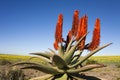 Aloe Ferox Plant Royalty Free Stock Photo