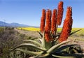 Aloe Ferox Plant Royalty Free Stock Photo